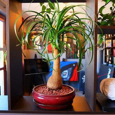 Apartament Art Galeria Daire Wroclaw
